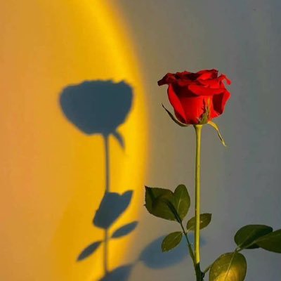 Nadrah21's profile picture. ﴿ ﮼رَبْ اغفِر ليٓ، ولِوالديّ 🩵💛✨﴾ •.