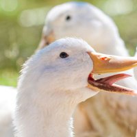 quacker oats ♡ (@quiprie) 's Twitter Profile