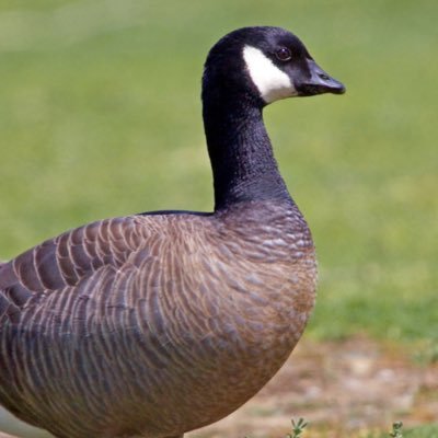 angieeejoyy's profile picture. goose (she/they)