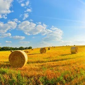 FarmHer who loves the quiet of the country and a good book