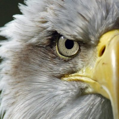 atendedor_el's profile picture. 