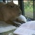 capivara xandre (@alexping17372) Twitter profile photo capivara xandre (@alexping17372) Twitter profile photo