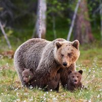 GrandmaBear4🇨🇦 (@grandma_bear4) 's Twitter Profile Photo GrandmaBear4🇨🇦 (@grandma_bear4) 's Twitter Profile Photo