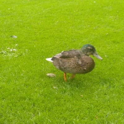 jers_page's profile picture. I have a liberal outlook on life i like to think I can be a mellow guy and be laid back. 🇮🇪  🇵🇸