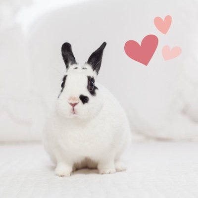 Valentino The Love Bunny is a vehicle for good ~ follow his journey of love at https://t.co/GnHb6RIRa4 🖤 Author's blog, books & toys at link below: