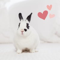 🐰 Valentino The Love Bunny(@ValentinoBunny) 's Twitter Profile Photo