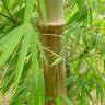 bamboooz99's profile picture. Bamboo is a viable replacement for wood. Its qualities of strength, light weight and
flexibility make it a viable alternative to tropical timber.