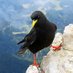 Chough ๐
ซ (@alpenkraehe) Twitter profile photo Chough ๐
ซ (@alpenkraehe) Twitter profile photo