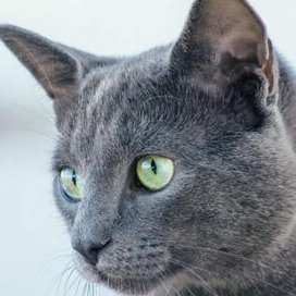 DonnellSer94653's profile picture. 