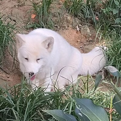 guobinq123456's profile picture. 传播中国文化， 推荐好品山东， 传递社会正能量 （爱国者互fo）