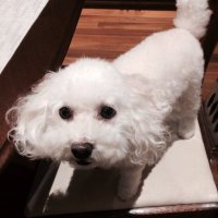 とんとん (@tonton_sakimono) 's Twitter Profile Photo とんとん (@tonton_sakimono) 's Twitter Profile Photo