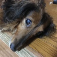 トシ (@rfvvacbcl8zsjhq) 's Twitter Profile