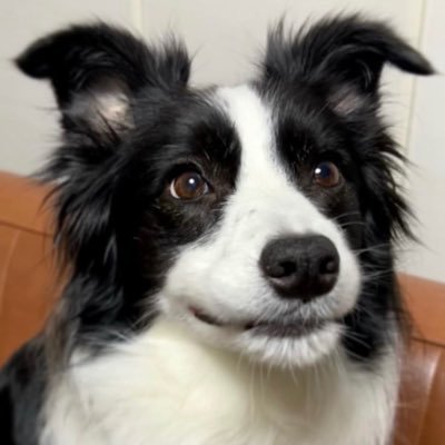 Striped Wild Dog & Border Collie - Taken ❤️ - 18yo - CEN ✨🏜🇲🇽