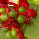 Regina Borja - @hachamori - Twitter