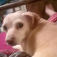 Christie Lynn (@clynn72831) 's Twitter Profile