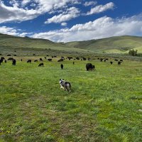 Lightningspringsranch (@lightning_ranch) 's Twitter Profile