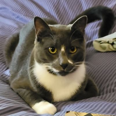 TheCatticus Profile Picture