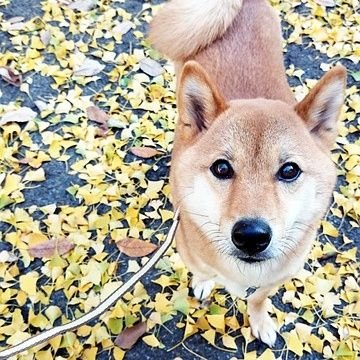 chisa00chisa3's profile picture. 地域と繋げるお仕事しています。仕事のこともつぶやいていますが、会社の見解ではなく、あくまでもいち社員としての個人的な意見の投稿です。