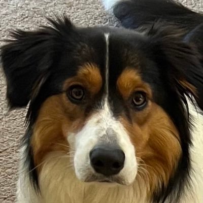 premiersgirl22's profile picture. Geelong Cats fan, Musical Theatre, Border Collies, Australian born, English bred - No dm’s please