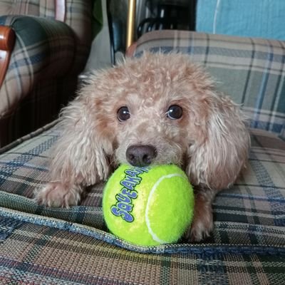 會津出身🏯
愛犬と暮らす南国在住ISフリーランス⛱️
ファブリシオ·フィリピン柔術青帯🥋
感謝とありがとうとツイてる、言霊で未来を切り拓きたい🙏🙏🙏
最近、筋トレに目覚めたオヤジ、マッチョになるぞ！
ロト当たったら島を買いリタイアするのが夢💰💵💸🏄