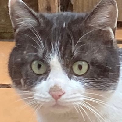 d5YaiswKRW61640's profile picture. 推しネイル作りたーーーーい