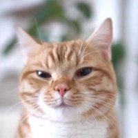 Crypto & Cats(@ob_zorro) 's Twitter Profile Photo