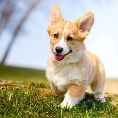 A #corgi is the only thing on earth that loves you more than you love yourself. So, love a #corgi then your heart will melt!!!