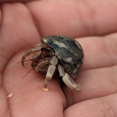 Hamburg_Red's profile picture. 製薬会社に勤務する愚直な創薬化学者。リアルでは、「世界のおじさん」と娘に命名されてます。化学とか生物とか研究してましたが、最近はインシリコも増えてきて時代の流れに身を任せてます。