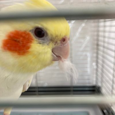 オカメインコニコさん行方不明です幸せなら手を叩こう歌います