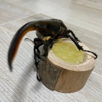 雑魚えもん (@zakoemon_dayo) 's Twitter Profile