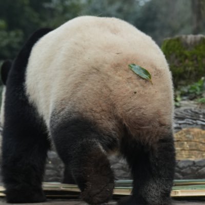 パンダさんが大好きです🐼上野家と王子のタンタンさんと浜家の彩浜推しです🐼不定期でパンダQuizを出しています🐼パンダ及び野生動物保護活動を支持しています🐼拙い撮影技術はご容赦ください🙇🏻よろしくお願いします🐾アイコン碧峰峡でのシャンのオチリに変更しました