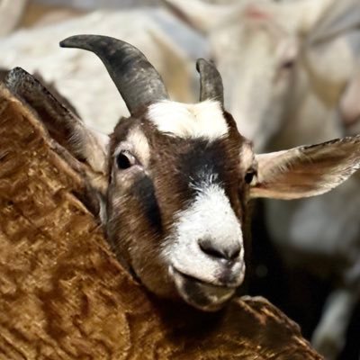 TlClaxton's profile picture. 