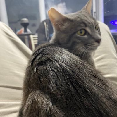 hackthecodez's profile picture. I like tech