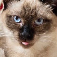 Joris (@joris_hy) 's Twitter Profile
