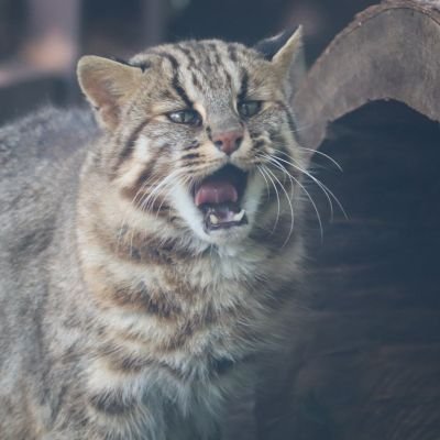 ツツウラウラ🐰動物園📷過去写真多めです