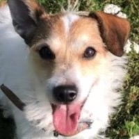 JACKRUSSELL_💗_PRETTYBOY(@lovedogs_jimmy) 's Twitter Profile Photo