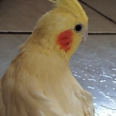 LG__SD's profile picture. Apresentador do melhor podcast Nerd do nordeste(na minha cabeça ele é) The Nerd Theory 🤓

Me seguiu, eu sigo de volta
A cada 10 palavras 9,5 são ironia