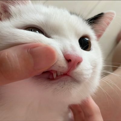 Japanesedeep_'s profile picture. 🐍♡