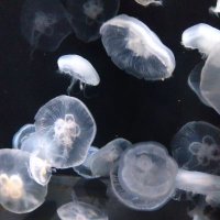 柚子湯 取引垢 (@trhk_yuzuyu_sm) 's Twitter Profile