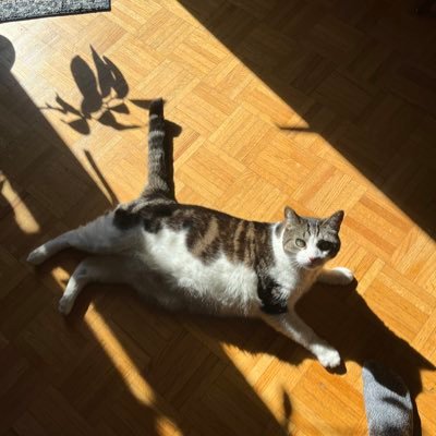 Nicholash7305's profile picture. 