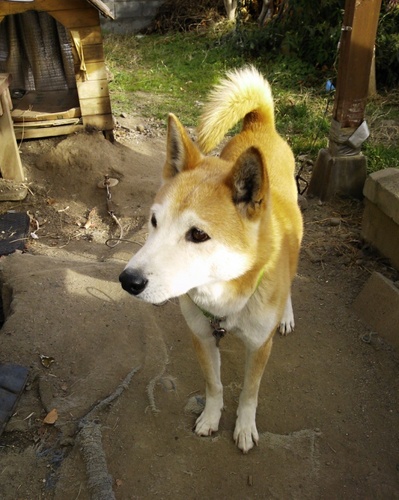 プロフの写真は若かりし頃の愛犬です。2019年3月に、16歳で亡くなりました。臆病者でしたが、とても賢いヤツでした。

PSO2やってます。
格闘技未経験ながら、ボクササイズからキックボクシングを始めました。
ウイスキーが好きで、最近いろいろ飲んでいます。