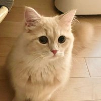 りん🐾サイベリアン(1歳) (@rincat12) 's Twitter Profile