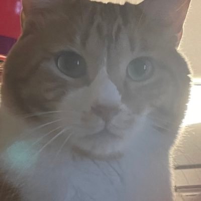 nyannyancatboy's profile picture. ゲームとイラストと海外のアニメばかりの21