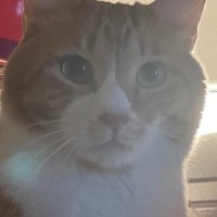 やのん@東京通信大学 (@nyannyancatboy) Twitter profile photo