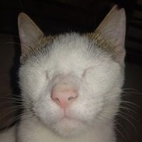 Bazil Day ☣️ (@dmtday1) 's Twitter Profile Photo