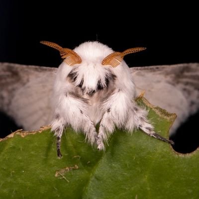 new account of EatMahPingas
starting over. I'm going to make my art popular in the fandom, and I'm going to fucking succeed
I'm also a moth
