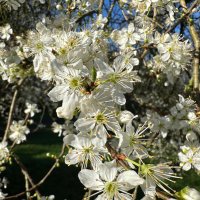 Wandlebury Woods (@wandleburywoods) 's Twitter Profile