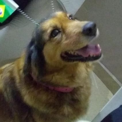 megaspinossaurs's profile picture. i dont talk much here, just stay for artists and news, Godzilla fanatic. he/him, diagnosed autism nature and most likely a bisexual guy, spacegodzilla in the MV