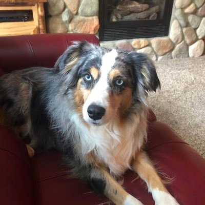Wife, mother, Texan, Conservative, #Trump, #Patriot, #1A, #2A, #Follower of Christ. If you are a liberal, don’t bother me. profile pic my Aussie Flynn. No DM’s