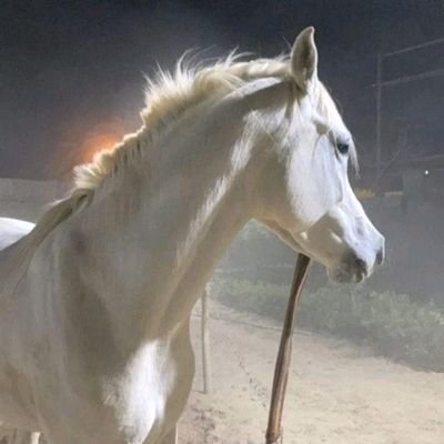 EmanEma88701071's profile picture. مكان ما تحطني انا راضي كل الرضا يارب🕊♥️